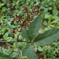 Cissus gardneri Thwaites
